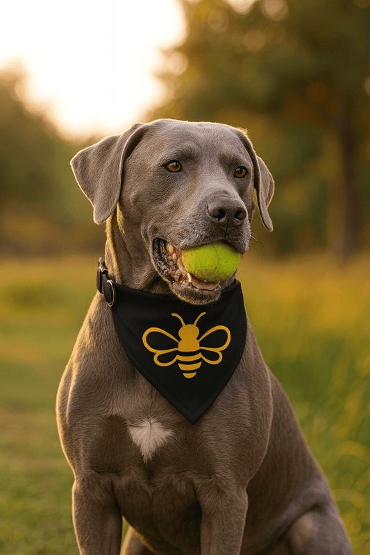 MHA Bee Inspired Pet Bandana (Black) Collar – branded streetwear item
